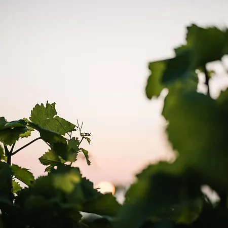 Weinzuhause Hotel-restaurant-vinothek Hotel 4*
