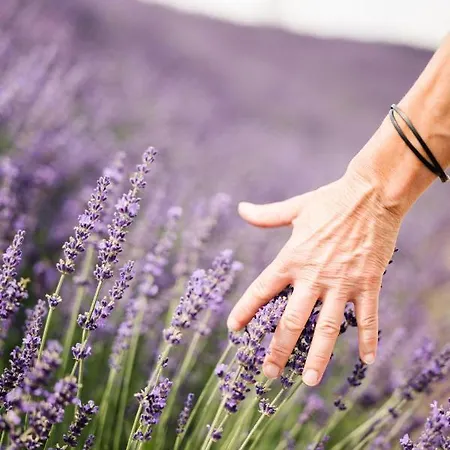 Weinzuhause Hotel-restaurant-vinothek Mommenheim