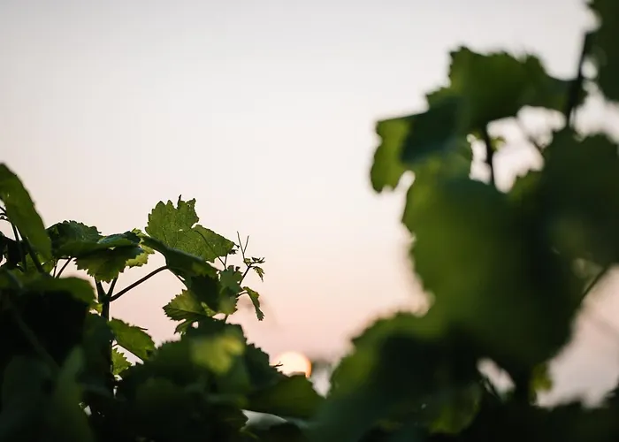 Weinzuhause Hotel-restaurant-vinothek Hotel 4*