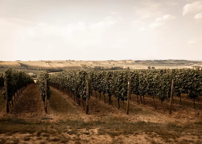 Weinzuhause Hotel-restaurant-vinothek Mommenheim